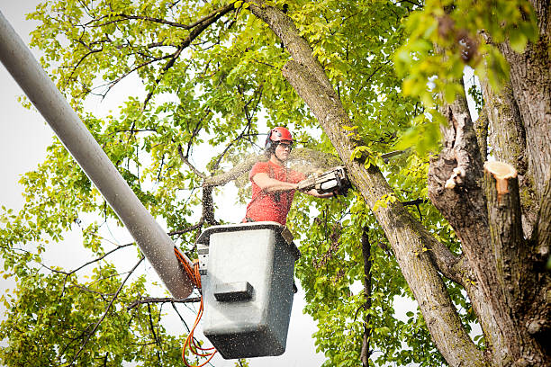 Trusted Chapel Hill, TN Tree Care  Experts